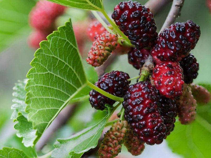 Шелковица купить саженцы из питомнике в Лесосибирске