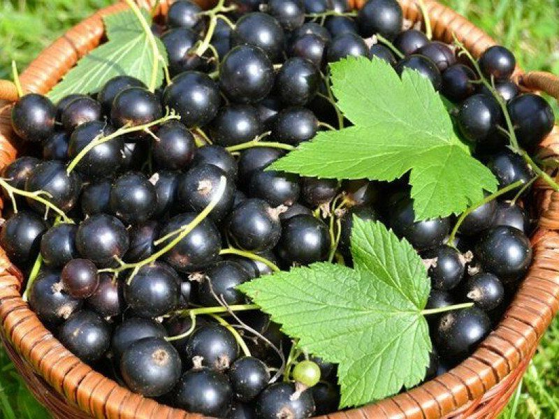 Смородина купить саженцы из питомника в Лесосибирске