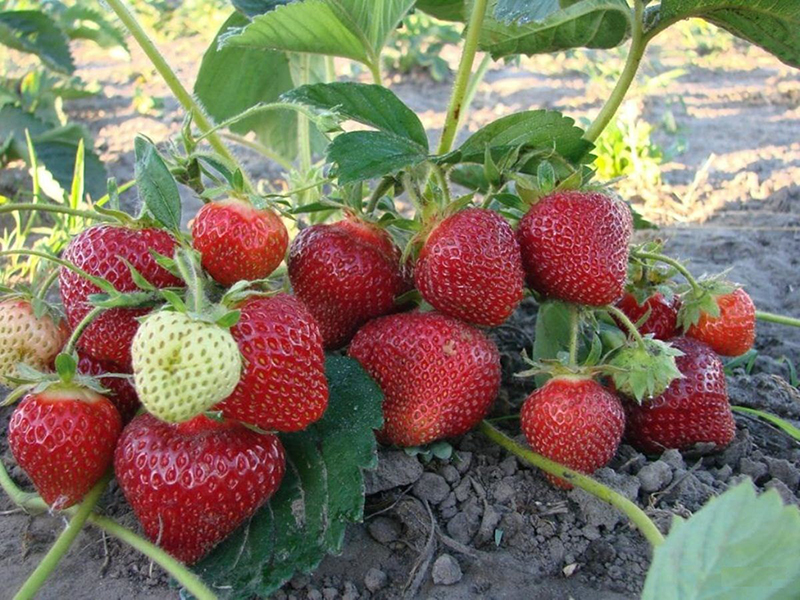 Клубника купить саженцы из питомника в Лесосибирске