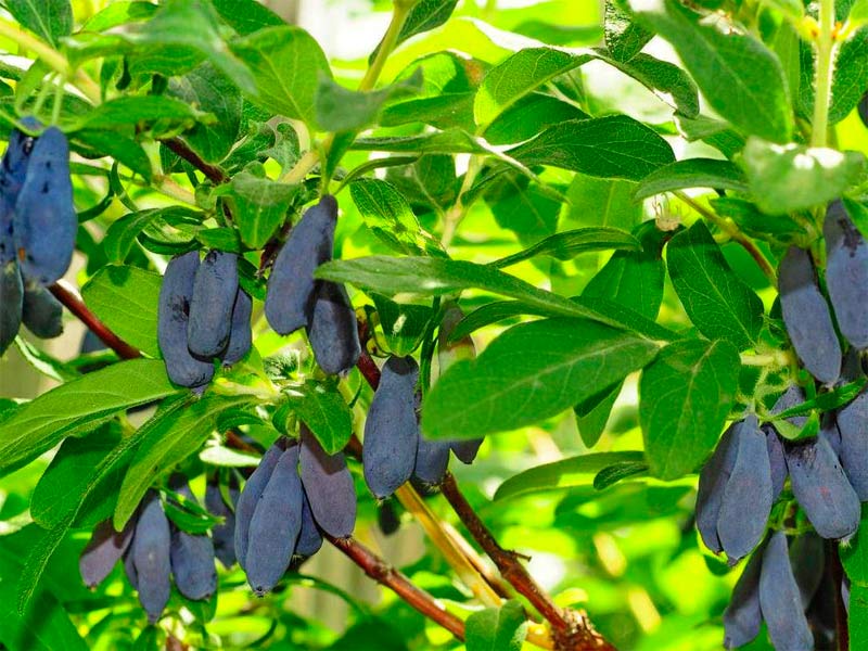 Жимолость купить саженцы из питомника в Лесосибирске