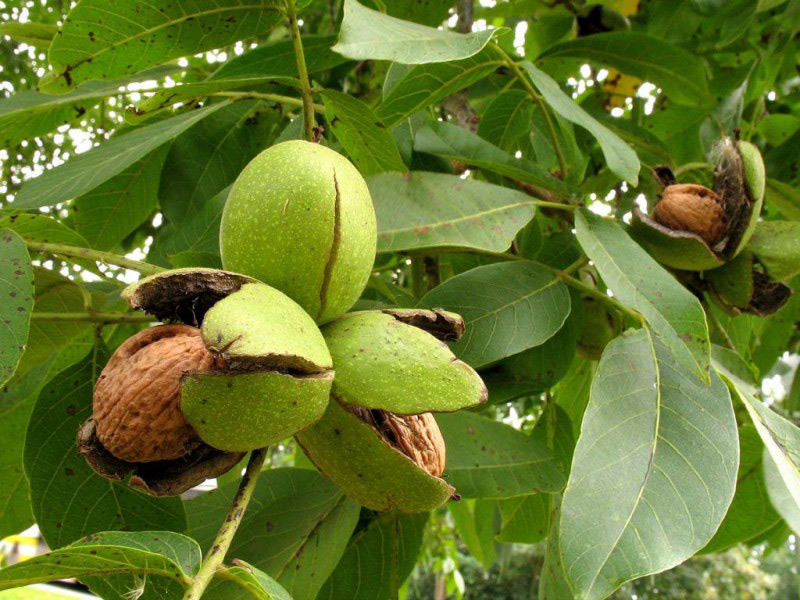 Грецкий орех купить саженцы из питомника в Лесосибирске