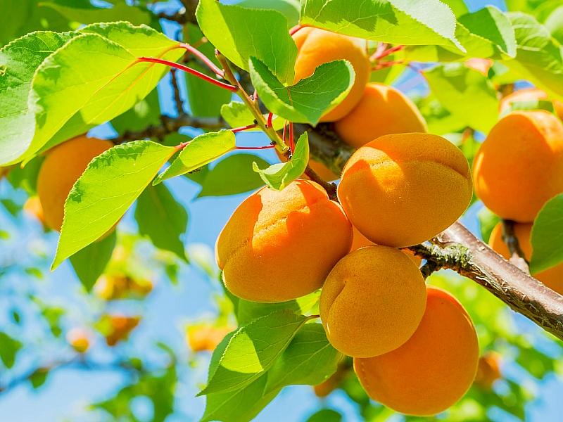 Абрикос купить саженцы из питомнике в Лесосибирске