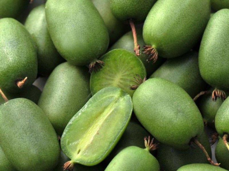 Актинидия купить саженцы из питомнике в Лесосибирске